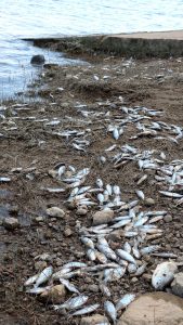 Córdoba. Recuento de peces muertos en sectores de Rumipal (Incivet/UNRC).