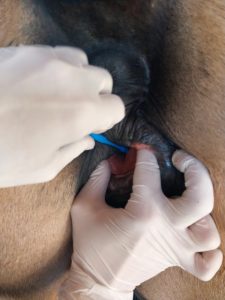 Yeguas. Científicos de Río Cuarto desarrollan probióticos contra la infertilidad. (Gentileza).