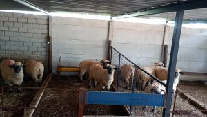 Incivet. Investigación revela hallazgos clave sobre suplementación en desarrollo placentario ovino (Gentileza).