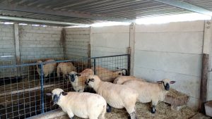 Incivet. Investigación revela hallazgos clave sobre suplementación en desarrollo placentario ovino (Gentileza).