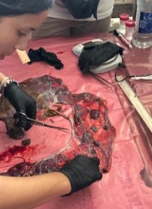 Incivet. Investigación revela hallazgos clave sobre suplementación en desarrollo placentario ovino (Gentileza).