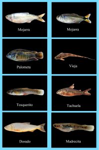 Peces